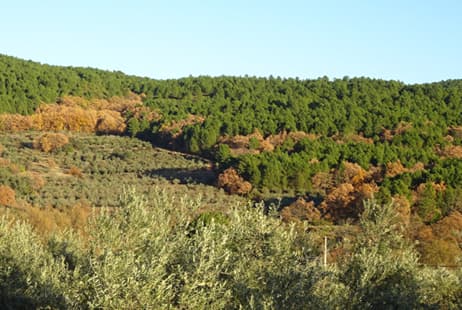 imagen Incendios del futuro: nuevos enfoques participativos basados en la planificación territorial