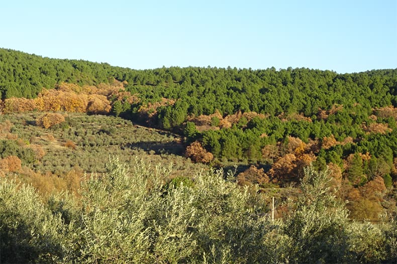 View of agricultural land in the Sierra de Gata, Cáceres being overgrown by forest.