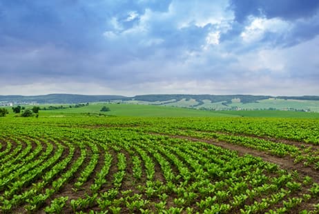 imagen The Consorcio de Compensación de Seguros' support for the Multi-peril Agricultural Insurance scheme